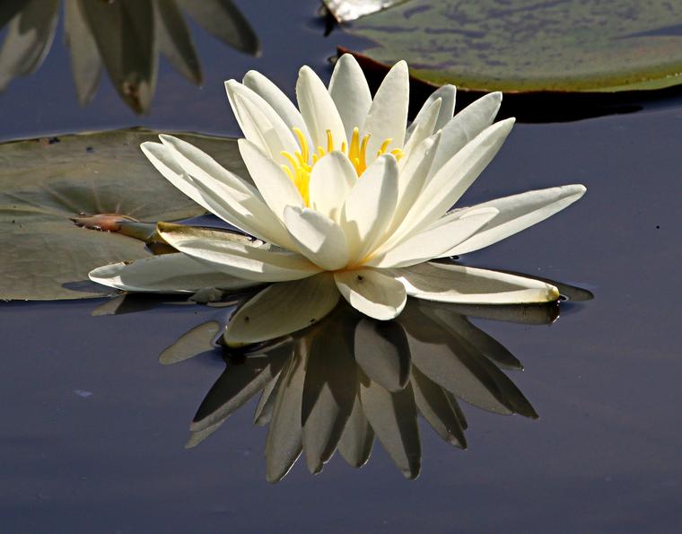 Lily Reflections photo